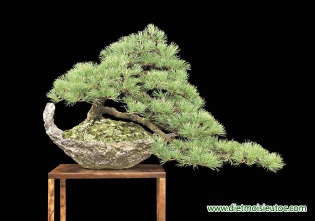 Bộ sưu tập cây bonsai đẹp cho ngày tết Bính Thân 2016