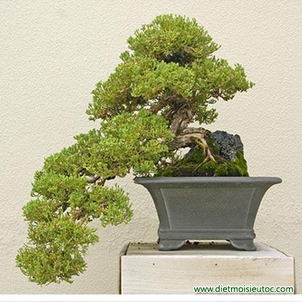 Bộ sưu tập cây bonsai đẹp cho ngày tết Bính Thân 2016
