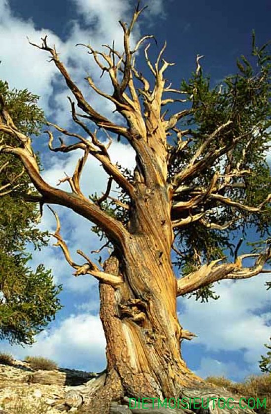 Cây cổ thụ - một biểu tượng của sức sống và sự bền vững. Cùng chiêm ngưỡng những bức tranh về cây cổ thụ đẹp mê hồn và tìm hiểu về lịch sử, truyền thuyết của chúng. Hãy để cây cổ thụ thổi hồn vào cuộc sống của bạn!