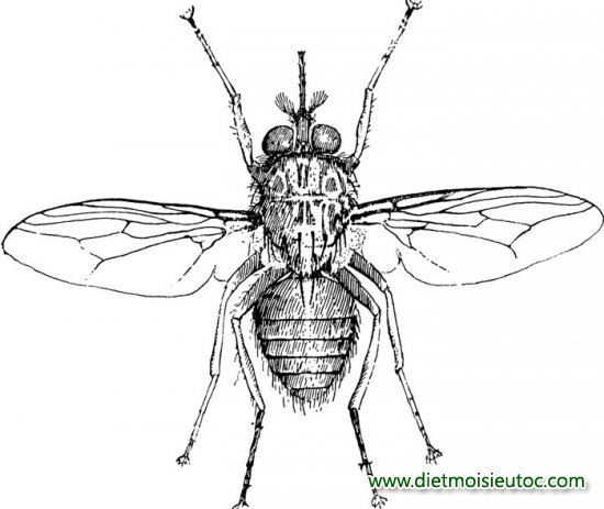 15 loài côn trùng nguy hiểm nhất thế giới