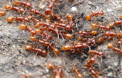 Hình loài kiến