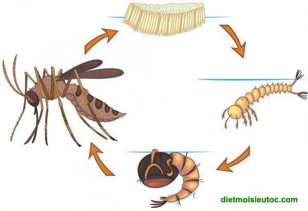 Vòng đời sinh sản cảu loài muỗi