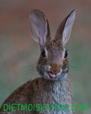 20 hình ảnh đẹp ngộ nghĩnh của loài thỏ