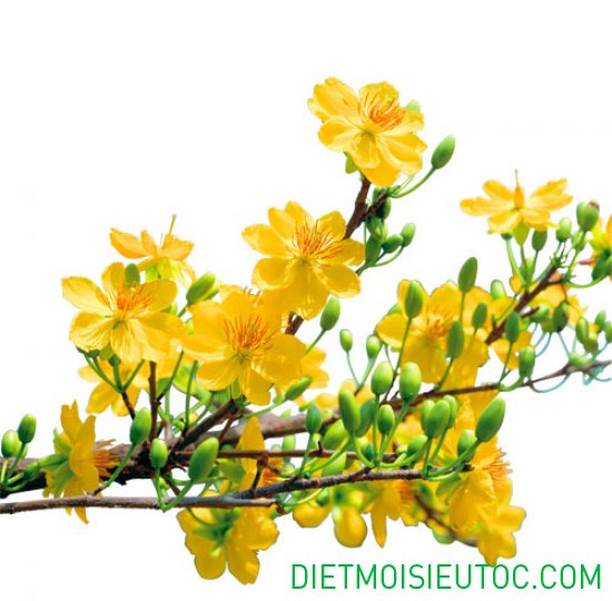 10 hình ảnh hoa mai vàng ngày tết ất mùi 2015