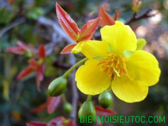 10 hình ảnh hoa mai vàng ngày tết ất mùi 2015