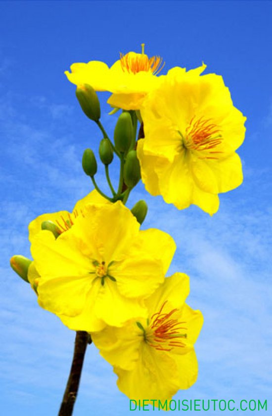 Hình Nền Hoa Mai Mùa Xuân Tết - Ảnh miễn phí trên Pixabay - Pixabay