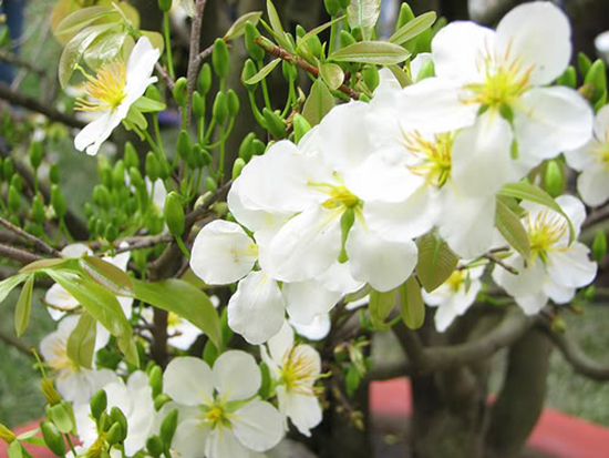 Bộ sưu tập hoa mai ngày tết 2014