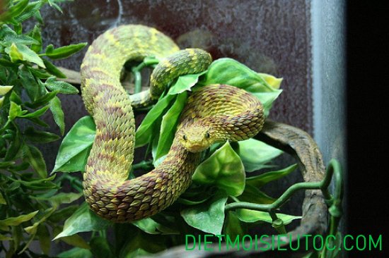 Rắn lục đuôi đỏ -  20 loài rắn lục nguy hiểm nhất Việt Nam