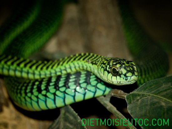 Rắn lục đuôi đỏ -  20 loài rắn lục nguy hiểm nhất Việt Nam