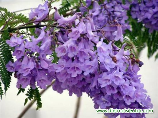 10 loài hoa đẹp đặc trưng cho tháng 3